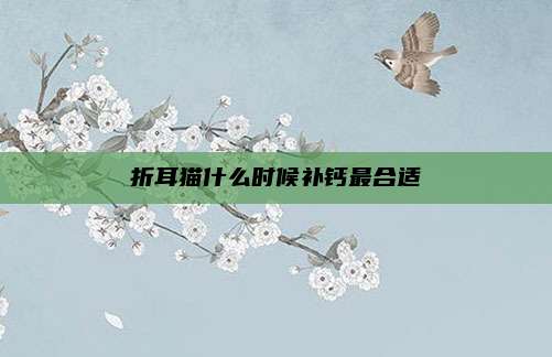 折耳猫什么时候补钙最合适